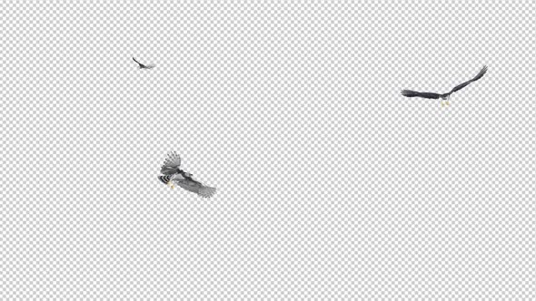 Three Harpy Eagles - Flying Round Loop