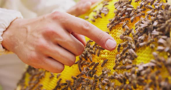 Closeup Hand of Male Beekeeper in White Protective Suit Who Touches with His Finger Honeycombs and alt