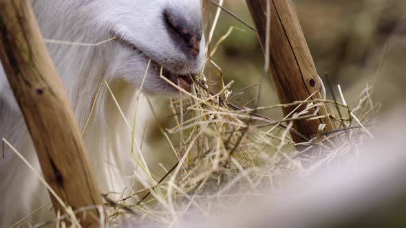 White hairy goat chewing alt