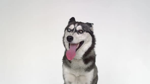 A Beautiful Husky with Different Eyes Looks at the Camera on a White Background alt