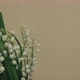 Cute lily of the valley composition - VideoHive Item for Sale