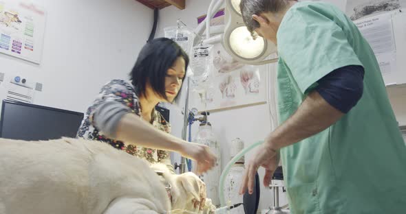Veterinary surgery - Veterinarian checking a white dog in a pet clinic alt