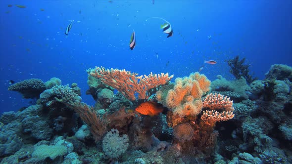Tropical Fish Corals Reef