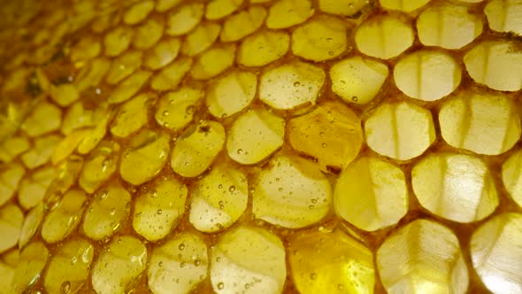 Stream of Golden Thick Honey Flowing Down on the Honeycombs alt