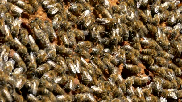 Bees Crawl on Honeycombs. Bees Work in the Hive. Apiary Closeup. Honey Production.