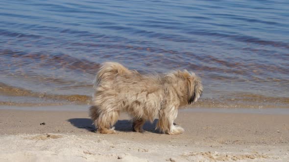 Furry Shih Tzu Dog Walks Along Sand Beach Wet Edge By Water alt