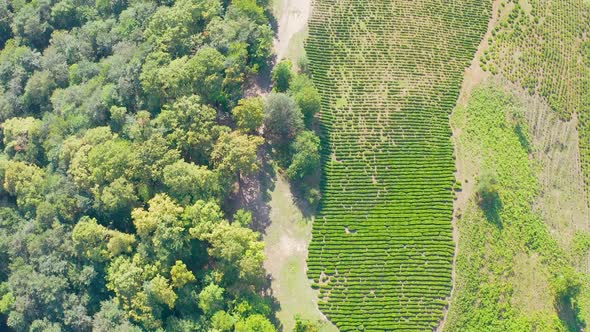 Aerial View Tea Plantation