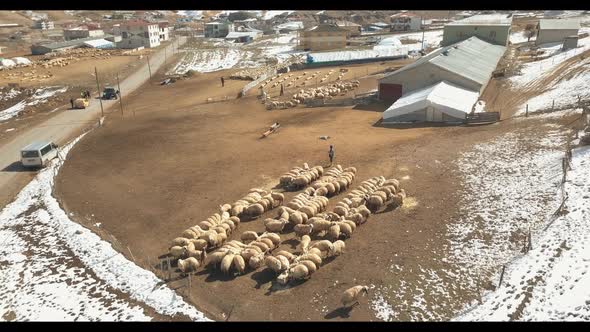 flock of sheep at village aerial view
