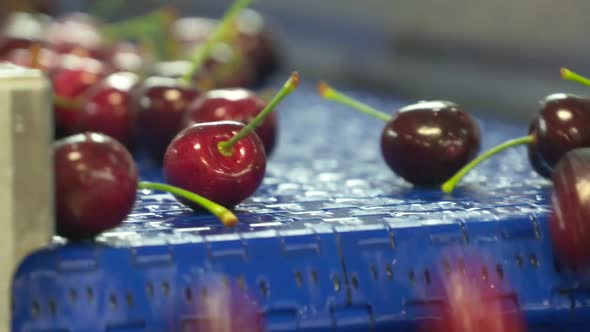 Cherry Factory. Close up, packing, choosing, washing cherries, Stock ...