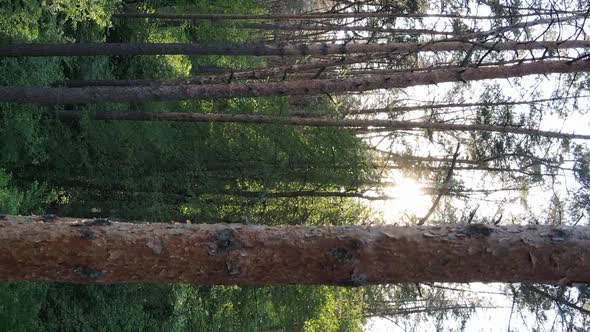Vertical Video of a Beautiful Green Pine Forest on a Summer Day Slow Motion alt