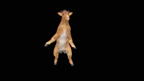 Cow Dance HD alt