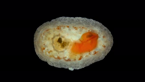 Pentacula Holothuroidea Larva Juvenile Sea Cucumber Under Microscope a Type of Echinoderm a Very alt