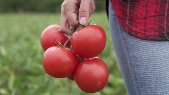 The farmer holds fresh fragrant red tomatoes in his hands. Organic vegetables on the farm. alt