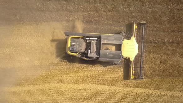 Aerial View of Combine Harvester Harvesting Large Ripe Wheat Field alt