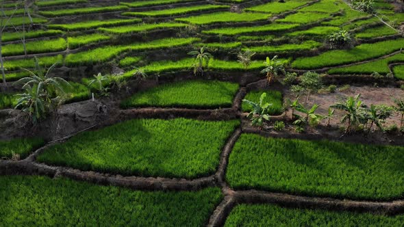 Aerial view clip with slow camera pan of green rice field terraces in Indonesia.	