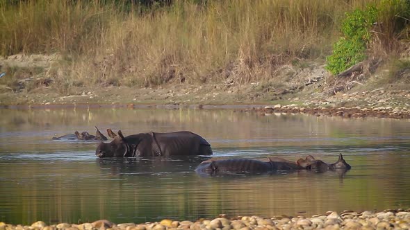 Greater One-horned Rhinoceros in Bardia national park, Nepal 13 Mov203 2 alt