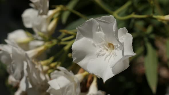 Hidden  Nerium oleander flower 4K 2160p 30fps UltraHD footage - White petals of dogbane family plant alt