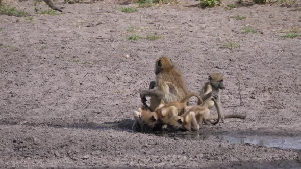 A Troop of chacma baboons drinking from a waterhole alt