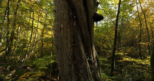Trunk of beech, forest of Compiegne, Picardy, France alt