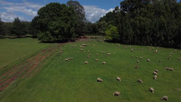 Drone shot of a horse farm in South Africa - drone is flying over some horses, revealing the mountai alt