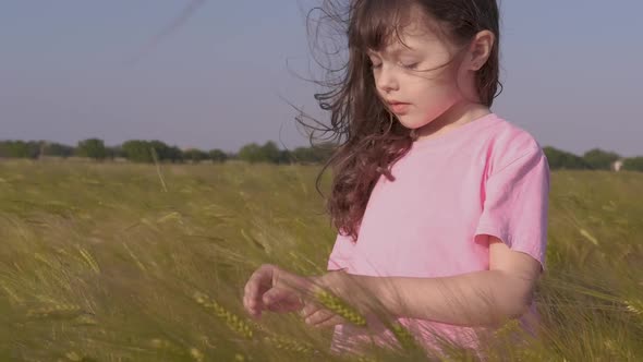 Sunny rye meadow. alt