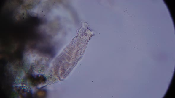 microscopic shrimp and other simple organisms in the aquatic environment alt