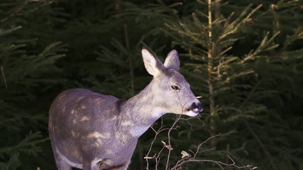 Roe deer in a snowy forest. Capreolus capreolus. Wild roe deer in winter nature.