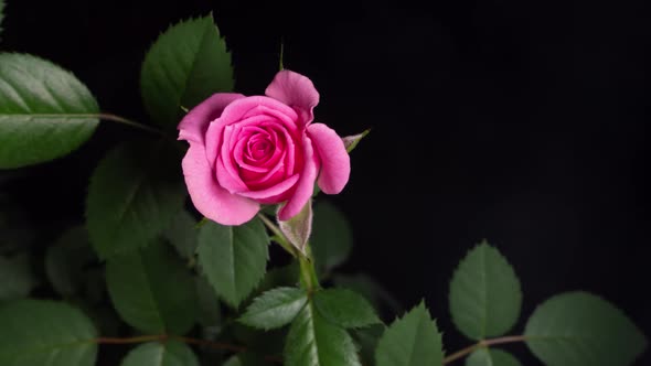 Time Lapse Blooming of a Rose Bud. Macro Video Close Up