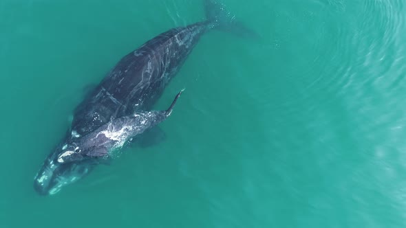 Aerial - Southern Right whale calf exhales and rolls on top of mother, are pushed out of water playf alt