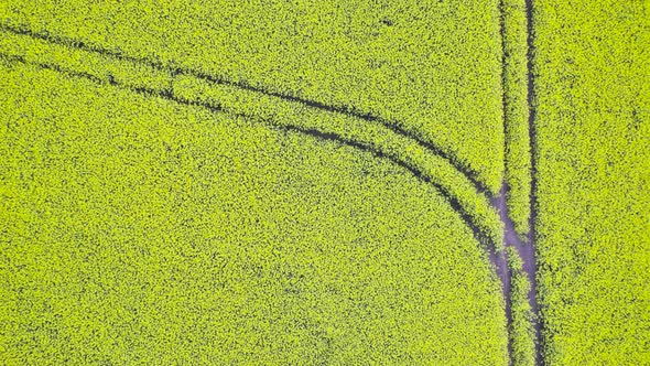 Aerial Shot of Yellow Rape Field with Tractor Tire Tracks