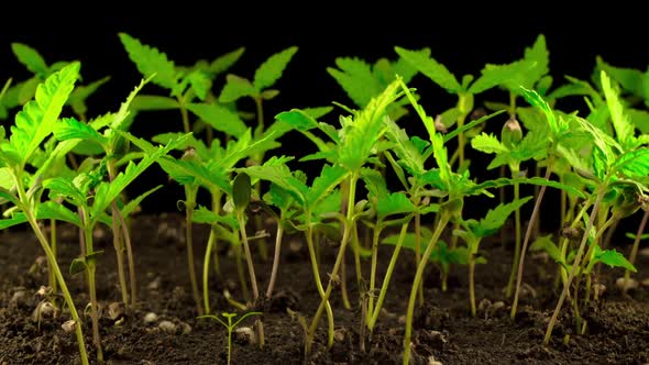 Marijuana Plant Growing alt