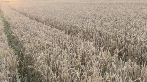 Flying above ears of ripe wheat 4K aerial video
