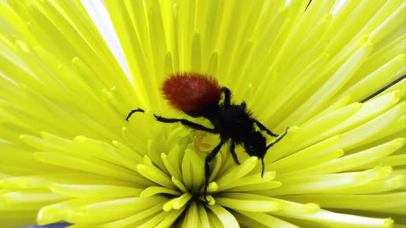 Magnificent Velvet Ant crawling on a yellow flower. alt