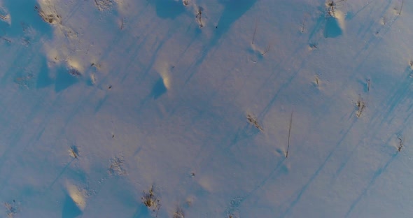 Aerial Drone View of Cold Winter Landscape with Arctic Field Trees Covered with Frost Snow and