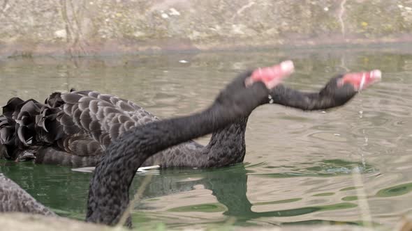 Black swans swimming in a pond