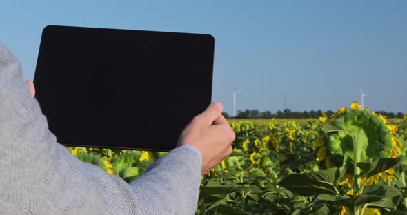 A man with a tablet in a sunflower field.
