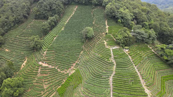 Tea Plantation, Asia alt