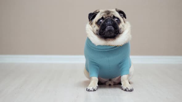pug wearing clothes