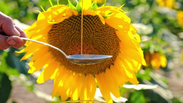 Sunflower Oil in the Field