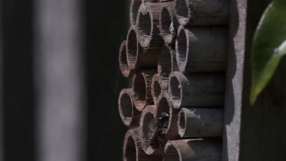 Solitary Bee Going In To Bee House Made From Bamboo Sticks Slow Motion