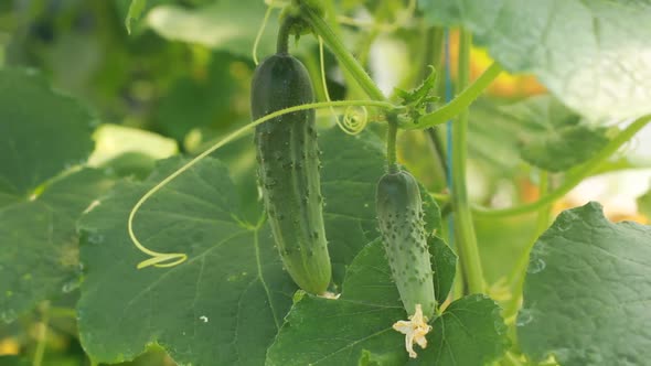 Cucumber growing in the vegetable garden