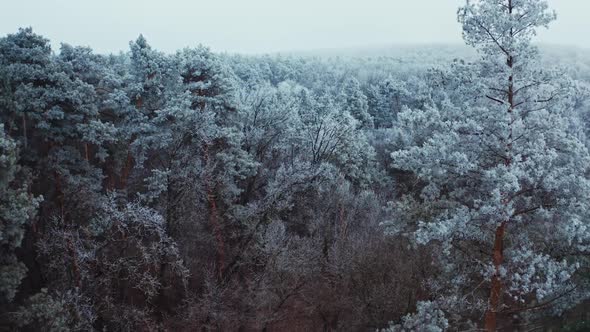 Forest in winter. Breathtaking view of snowy landscape. alt