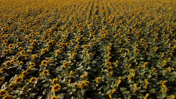 Aerial drone footage of circle flying over the field of ripe golden sunflowers at sunset