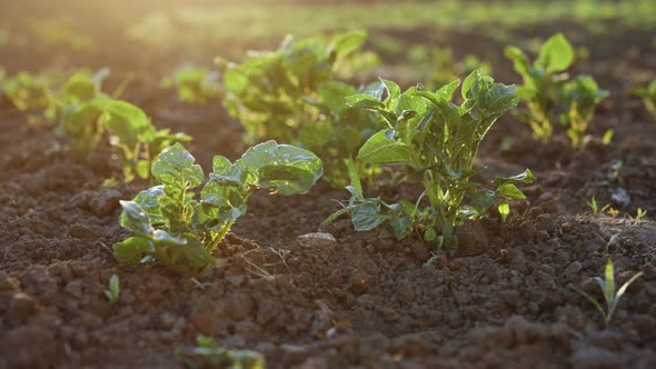 Potato Plantation Green Leaves of Young Agriculture in The Field alt