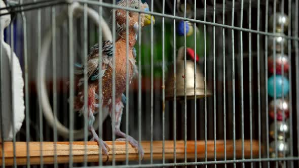 Budgerigar Got Sick alt