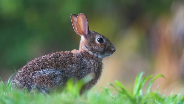 Grey Small Hare Eating Grass on Summer Field alt