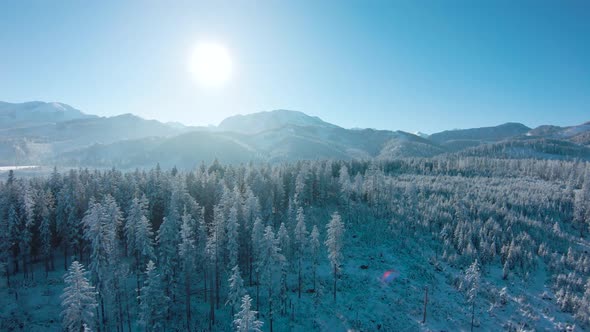 Flight Over a Fabulous Snowcovered Forest on the Slopes of the Mountains Rocky Mountains in the alt