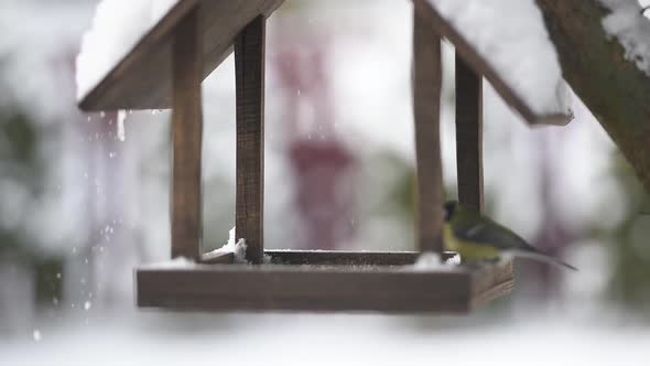 Small Birds Near Feedbox