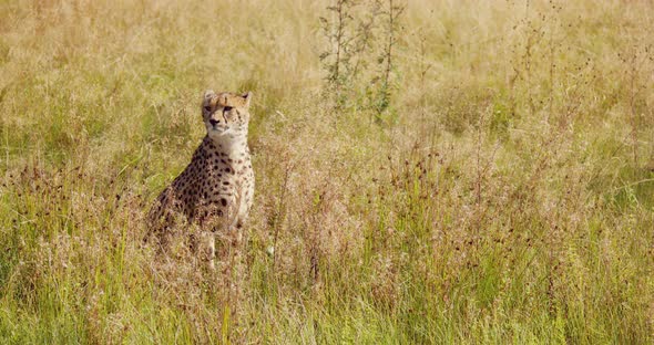 Environmental Portrait of Adult Cheetah Sitting at the Vast Grassy Plain alt