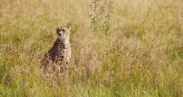 Environmental Portrait of Adult Cheetah Sitting at the Vast Grassy Plain